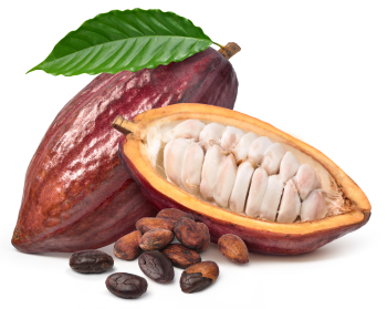 Cacao